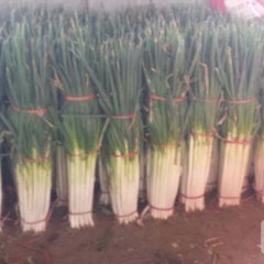 平度白沙河街道孙永光7月铁杆大葱