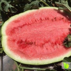 白泥井镇西瓜大量上市，欢迎采购