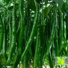 山西忻府L3F1辣椒火热上市