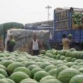 通许邸阁刘石头6月龙卷风西瓜