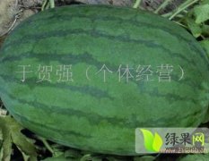 2015通许西瓜收购工作全面开展