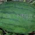 2015通许西瓜收购工作全面开展