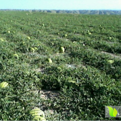 会宁扎子塬西瓜现已大量上市