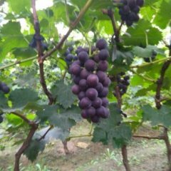 威县葡萄上货量大河北赵元雷诚信合作