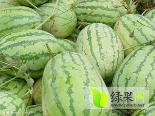2015年辽宁新民冠龙价格