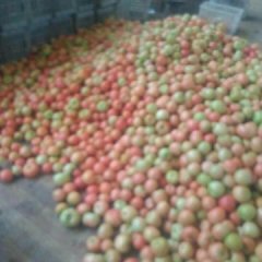 东昌府西红柿绿色无公害沙镇刘义财诚信合作