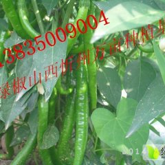 2015忻府辣椒值得出手