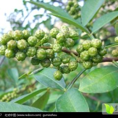 蒙阴大量供应 沂蒙山鲜花椒
