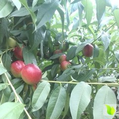 礼县盐官杨先生7月中油12号油桃