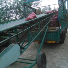 惠民洋葱火爆招商中,鑫泉刘清全诚信合作