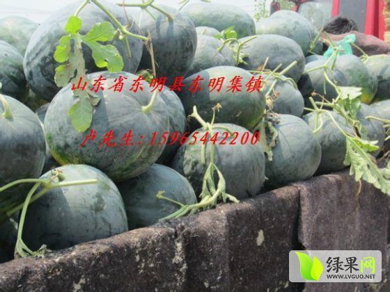 2015年山东东明麒麟西瓜价格