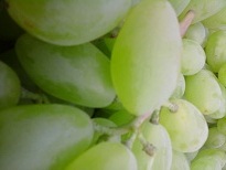 永年葡萄火热上市张西李亮诚信合作