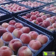 2015大荔蜜桃钱多人傻速来抢购