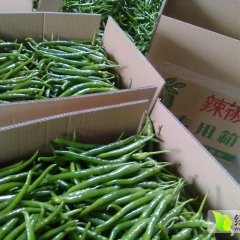 陕西蒲城棍棍辣椒亮度高，口感好，辣度强