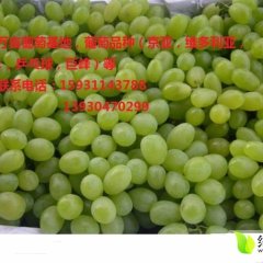 万亩葡萄基地夏黑葡萄果面干净，口感好