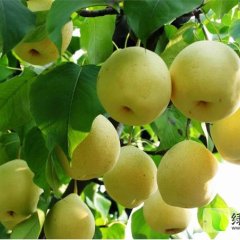 大荔范家朱良喜7月砀山酥梨