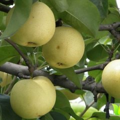 陕西大荔皇冠梨名扬天下