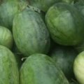 夏邑县李集镇西瓜 多个品种