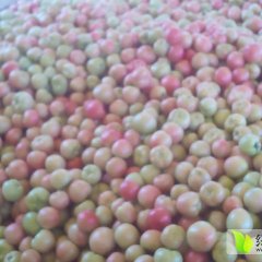 东昌府沙镇刘广义7月瑞星西红柿