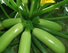 东昌府西葫芦著名品牌沙镇刘广义诚信合作