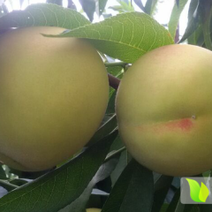 麻阳雄山黄桃龚凯诚邀合作