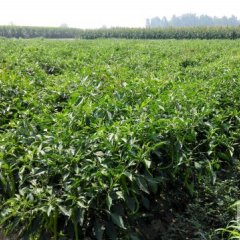 华县赤水罗春侠7月线椒辣椒