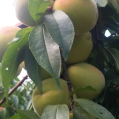 麻阳雄山黄桃是名优特产雄山龚凯诚信合作