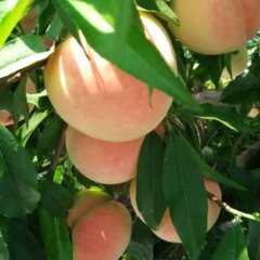 合阳路井乳罗山下7月中华桃王纸袋蜜桃