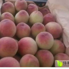 2015大荔蜜桃再不来就没机会了！