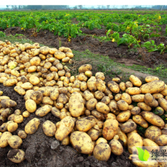 绥中高龄张先生7月 大量中暑土豆每天供货10吨