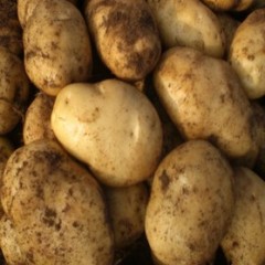 绥中土豆价格适宜,高龄张先生诚信合作
