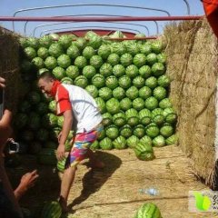 会宁西瓜名优产品郭城汪金喜诚信合作