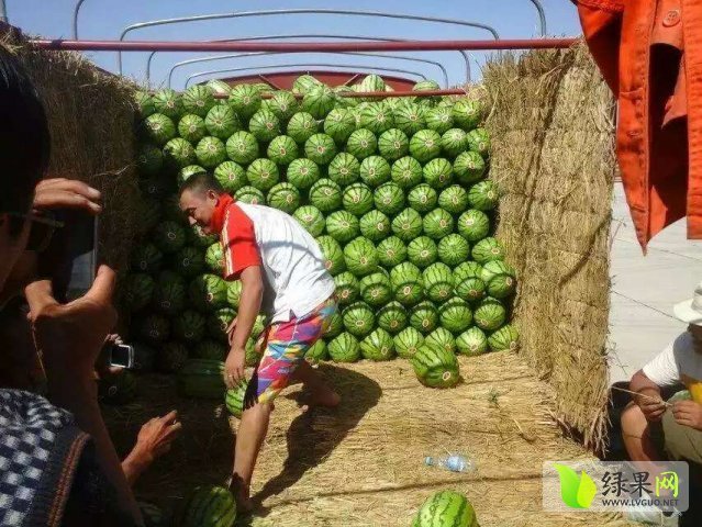 丰抗八号价格