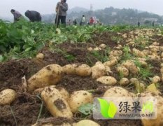 尚义土豆上市中，质量保障 价格公道 诚信合作