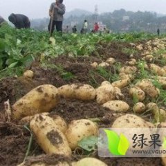 尚义土豆上市中，质量保障 价格公道 诚信合作
