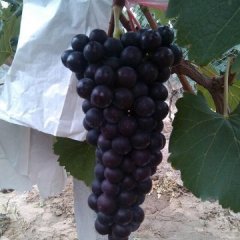 陕西大荔户太葡萄绿色无公害