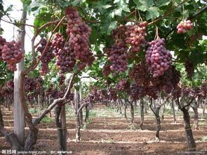 西华县套袋红提葡萄，物美价廉