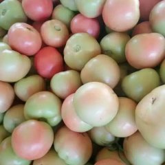 东昌府西红柿是名优特产沙镇刘森华诚信合作