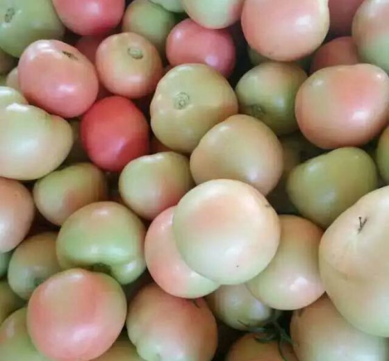 2015年山东东昌府瑞星价格