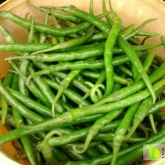 忻府曹张郭军7月L3F1辣椒