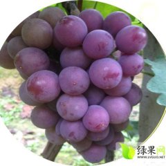 泗水葡萄产销两旺 泗张李焕省诚信合作