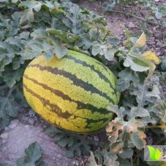 2015会宁西瓜收购工作全面开展