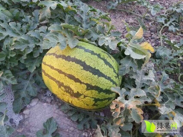 硒砂瓜价格