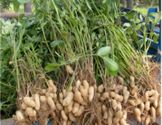 曹县山东张国龙7月鲜花生