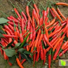 曹县天宇辣椒水灵滋润 外观鲜美