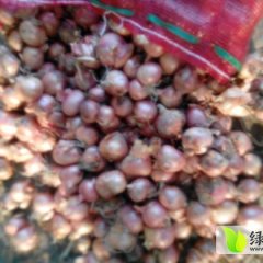 2015农安县红皮鬼子葱{毛葱}正式上市速来抢购