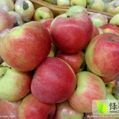 红嘎啦苹果 美八苹果即将上市