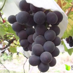 大荔平民张斌7月黑提葡萄