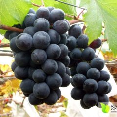 2015大荔葡萄再不来就没机会了！