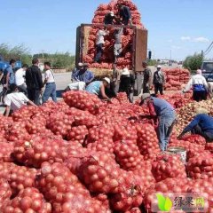 2015民勤洋葱收购工作全面开展